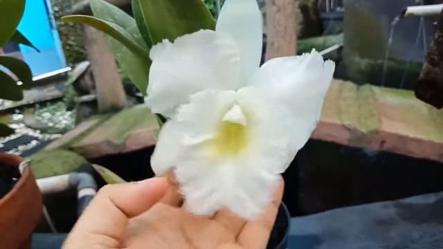 Cattleya Duh's White x Taiwan Zeus смотреть онлайн