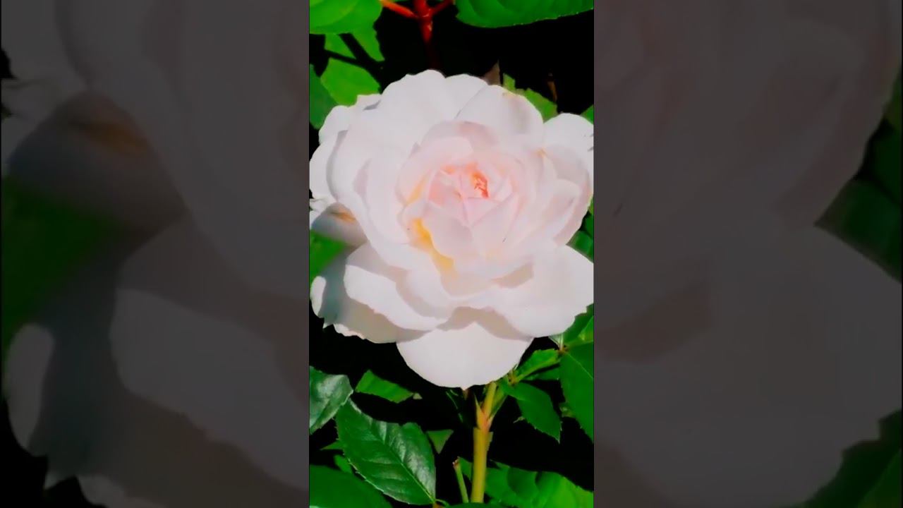 Роза Стефани Баронин цу Гуттенберг Stephanie Baronin zu Guttenberg смотреть онлайн