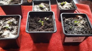 Обриета синий каскад