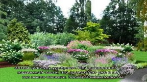 Спирея Билларда — описание, посадка и уход