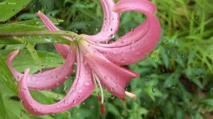 Музыка дождя – нежный релакс под красивую музыку для гармонии души