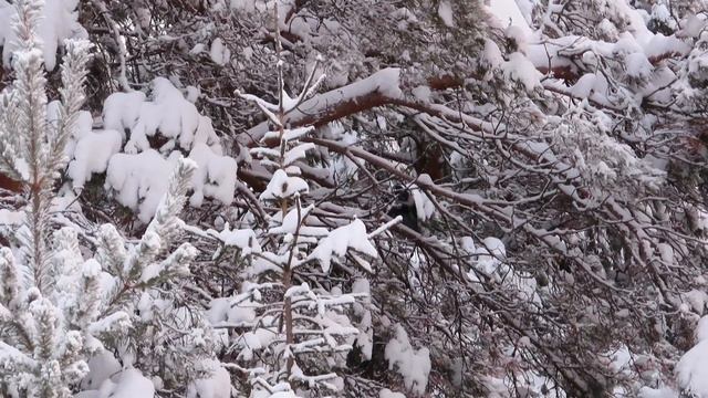 №2961 06. 01. 2023 Краски утра смотреть онлайн
