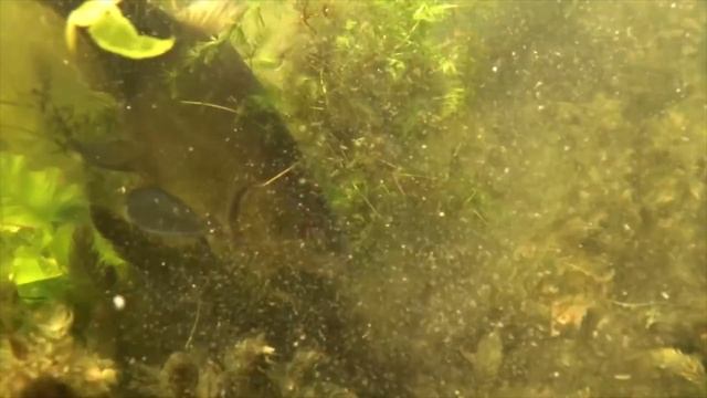 Подводная охота ЛУЧШИЕ моменты 2015 смотреть онлайн