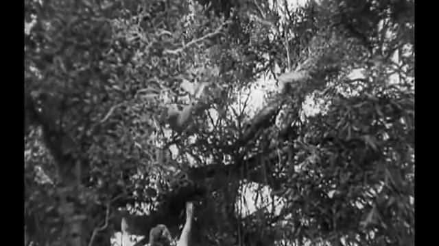 Johnny Weissmuller-Tarzan Boy смотреть онлайн