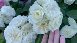 Роза Winter Lodge Robert Laperriere Франция, 2010