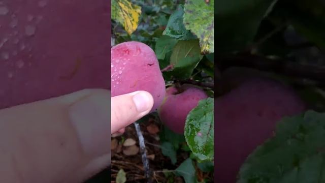 Яблоня "Анис Свердловский" в Сибири. смотреть онлайн