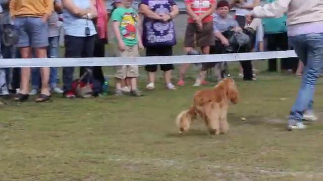 Выставка Березники 11 авг. 2013 г. Кокер смотреть онлайн