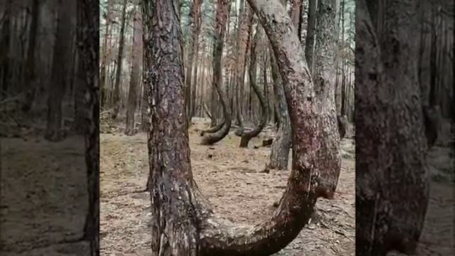 Загадочный изогнутый лес в Польше. смотреть онлайн