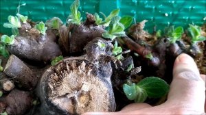 Якон.50 и более растений из одного корневища.Проращивание и укоренение отростков на посадку.