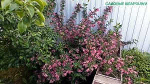 Вейгела на Северо-Западе: цветение без укрытия на зиму