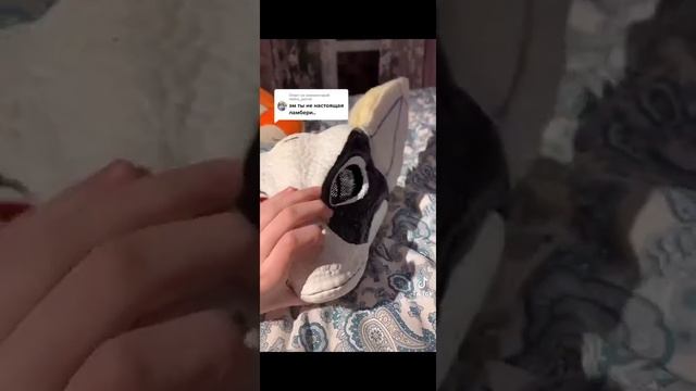 подборка рапторов из тик тока смотреть онлайн