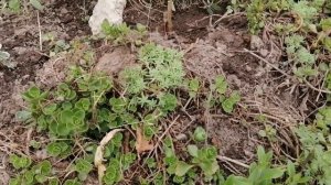 Как создать каркас для альпийской горки или горка не по правилам. Самый простой способ!