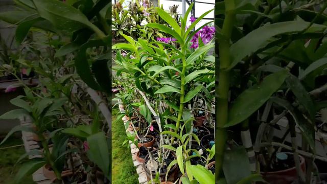 Dendrobium jadul mantul, Dendro Lucian Pink cantik nan harum. #quote #anggrek #dendro #jadul #mantu смотреть онлайн