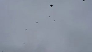 серпасто выворотные Зимовники 5