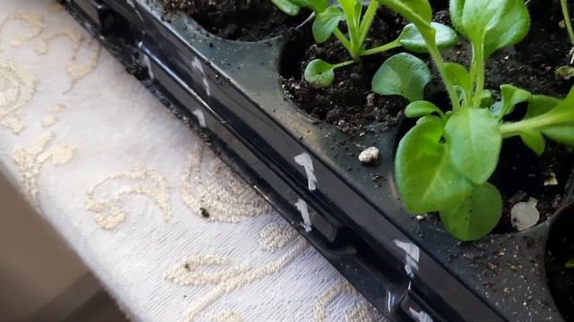 ПЕРВАЯ ПРИЩИПКА ПЕТУНИИ НА СТАДИИ РАССАДЫ. смотреть онлайн