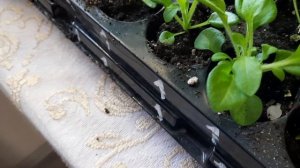 ПЕРВАЯ ПРИЩИПКА ПЕТУНИИ НА СТАДИИ РАССАДЫ.