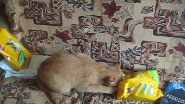 Забавный кот ест собачий корм, часть 2 смотреть онлайн