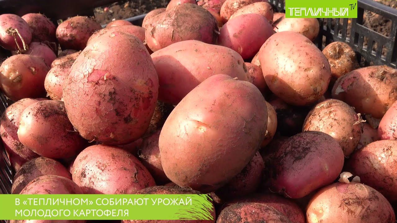 В "Тепличном" собирают урожай молодого картофеля смотреть онлайн