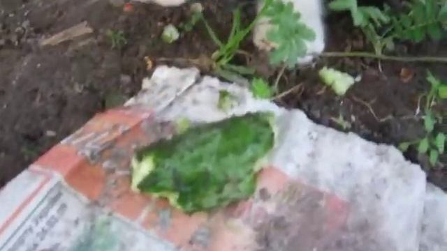 котик кушает огурчик смотреть онлайн
