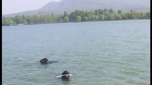 Русский черный терьер Ариша, Дуняша.mp4