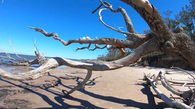 Big Talbot Island 9.5-mile hike. Bike Trail & Birds. Exploring Driftwood Beach & Spoonbill Pond. смотреть онлайн