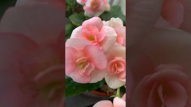 Бегонии Элатиор🌺#бегонии #элатиор# смотреть онлайн