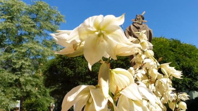 Yucca filamentosa ('Color Guard') juka vláknitá смотреть онлайн