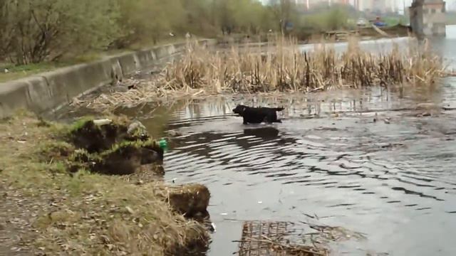 Купание в речке вонючке-2 22.04.10 смотреть онлайн