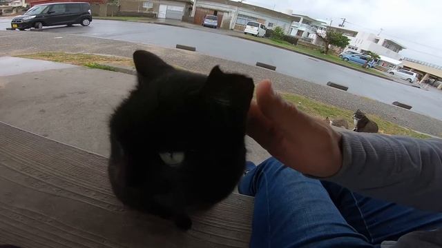 猫の集会所に集まっていた野良猫を撫で撫でしてたら子猫の黒猫ちゃんがモフられにきた