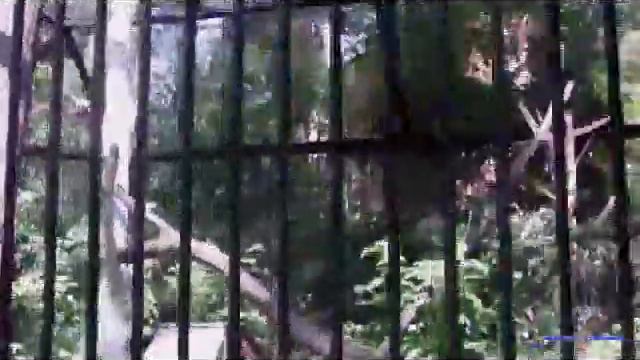 ZOO Новосибирск 2010 - Часть 1 смотреть онлайн