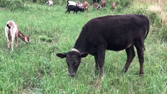 СТРОЙКА ПРОДОЛЖАЕТСЯ! САРАЙ ДЛЯ СВИНЕЙ СВОИМИ РУКАМИ! НАША ФЕРМА! ЖИЗНЬ ПРОСТЫХ ЛЮДЕЙ В ДЕРЕВНЕ! смотреть онлайн