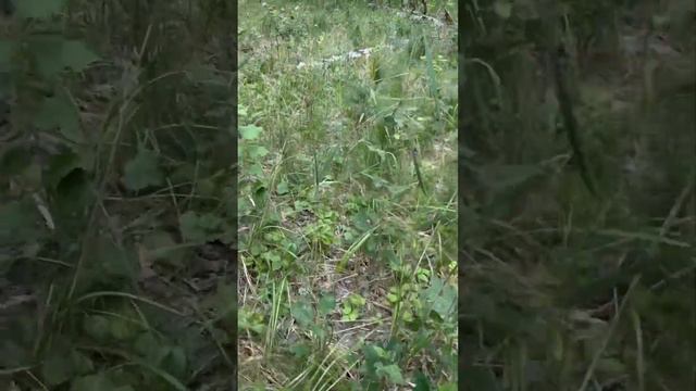 Как это называется? Встретил в лесу впервые такое ! смотреть онлайн