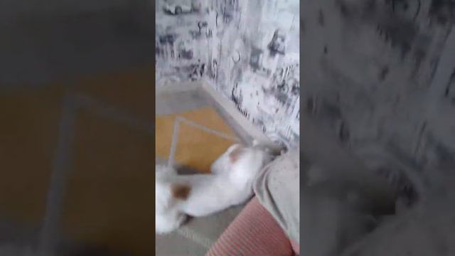 Новое видео про мою собаку Луну смотреть онлайн