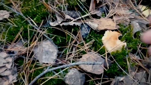 Ежовик - ноябрь смотреть онлайн