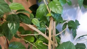 У гибискуса желтеют листья. Ищем причину ☝️