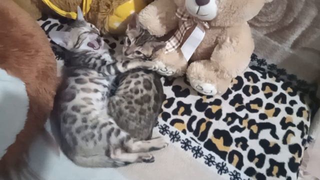 котята бенгальские киров смотреть онлайн