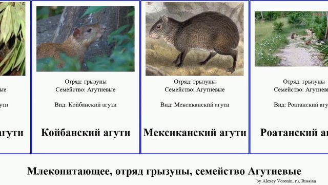 Млекопитающее, отряд грызуны, семейство Агутиевые mammal Центральноамериканский Азары Черноспинный смотреть онлайн