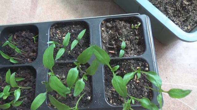 Рассада из свежих перцев смотреть онлайн