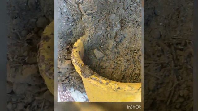 #Pentas Plan per pure sal flowering ke liye ese Karein care and repotting. смотреть онлайн