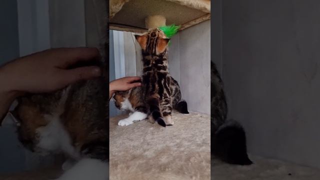 Жастин Шотландиус смотреть онлайн