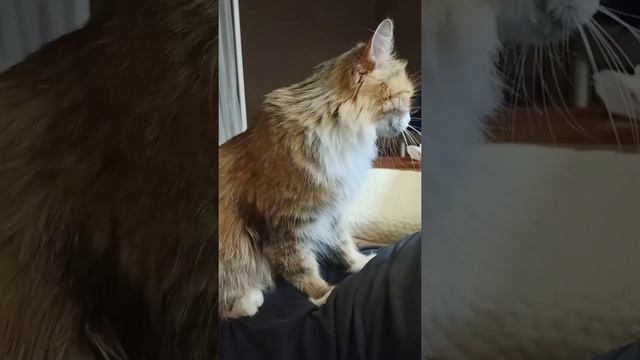 Кошка Мууня массажист смотреть онлайн
