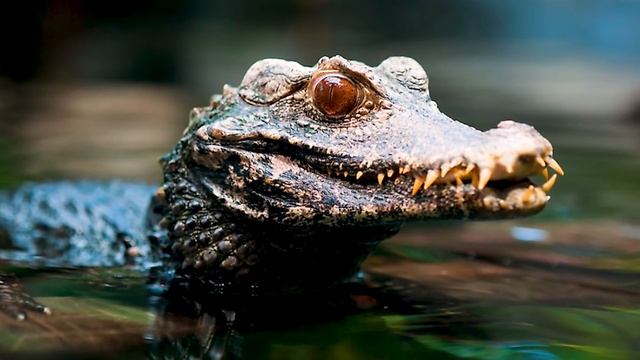 Top 5 Reptiles THAT WILL BITE YOU! смотреть онлайн
