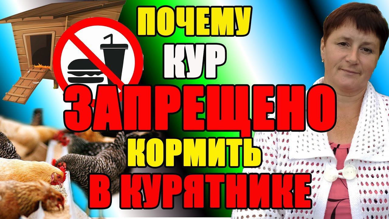 Почему ЗАПРЕЩЕНО кормить кур В КУРЯТНИКЕ. смотреть онлайн