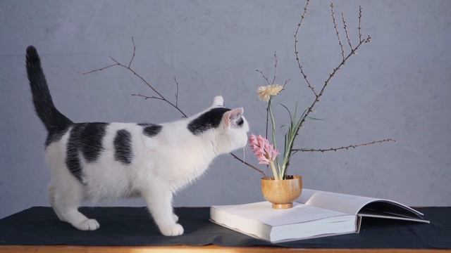 Кототерапия - как это работает? Каким образом кошки лечат людей? смотреть онлайн