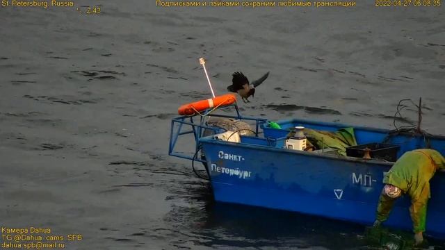 В Санкт-Петербурге на реке Неве начался лов корюшки - рыбалка в окружении памятников истории смотреть онлайн