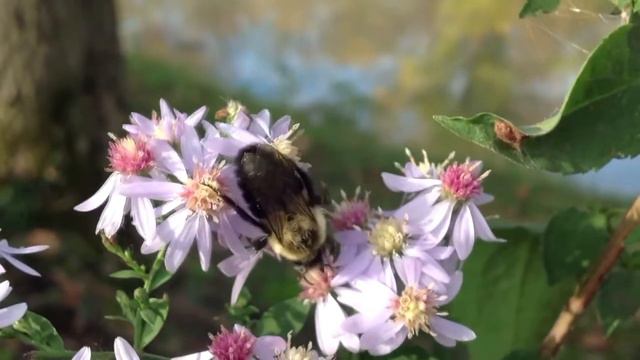 Меркурий в Близнецах смотреть онлайн