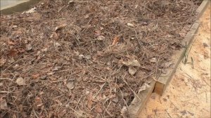 Защита рассады помидоров (томатов) от вредителей в теплице