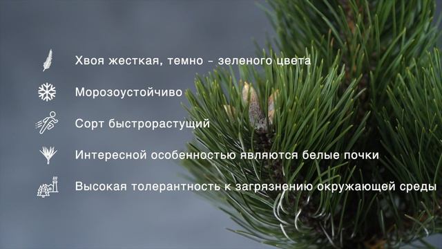 OREGON GREEN - Сосна черная (Pinus Nigra 'Oregon Green') - описание растения