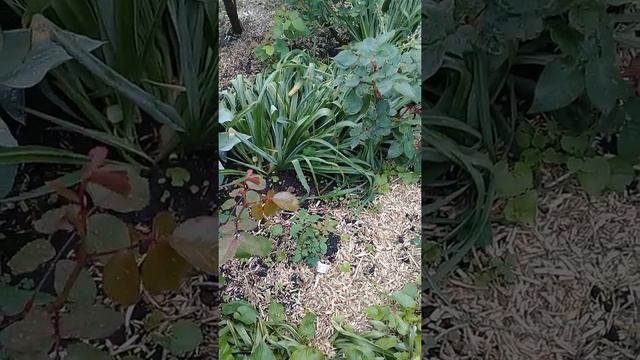 ждем цветение роз.Сад Гончаровых. смотреть онлайн