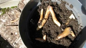 Год жизни Глориозы за 5минут: зимовка, посадка, цветение